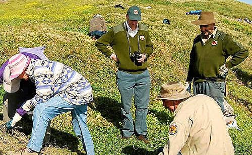 Dunecare tackles introduced weeds on South Solitary Island. Dunecare tackles introduced weeds on South Solitary Island.
